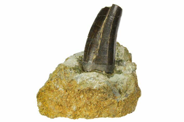 Serrated Tyrannosaur Tooth In Rock - Two Medicine Formation #145027